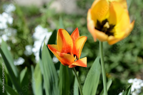 Yellow tulip close up in the spring garden on a bright day