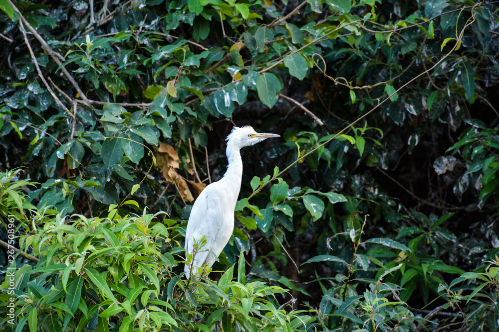 Fototapeta premium Stork in habitat
