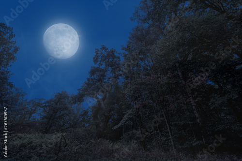 Canvas Print A dark, foggy, mysterious forest clearing at full moon at night with a dramatic scary mood like Halloween