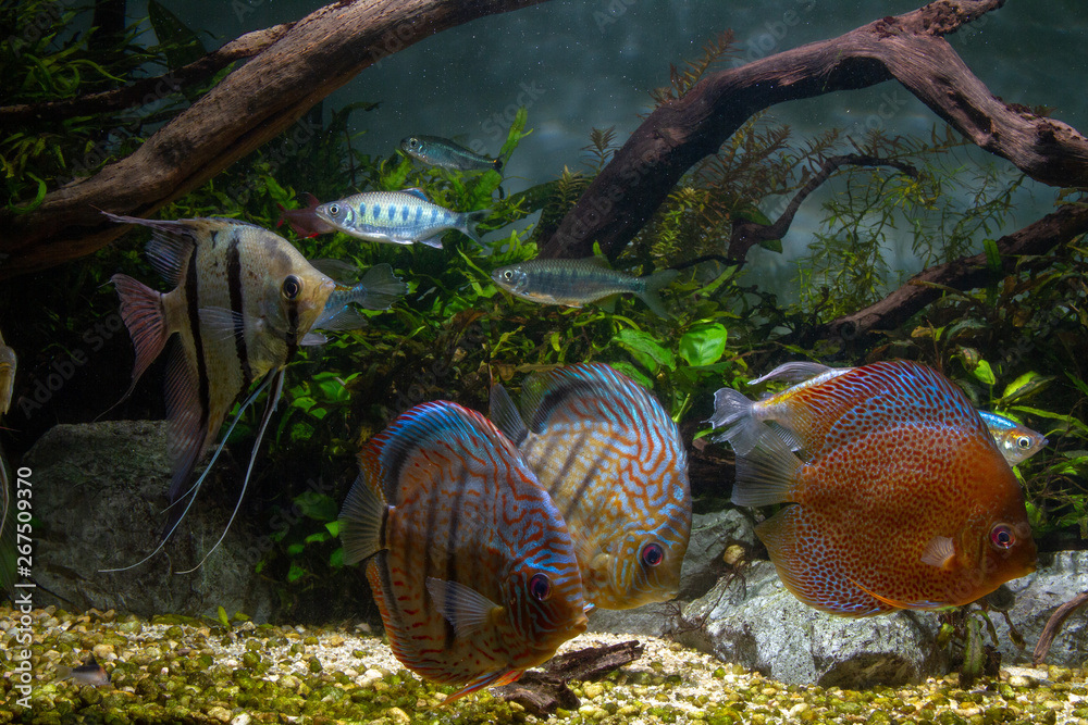 Schooling of Angelfish and Discus in Large Planted Aquarium Schooling of Angelfish and Discus in Large Planted Aquarium