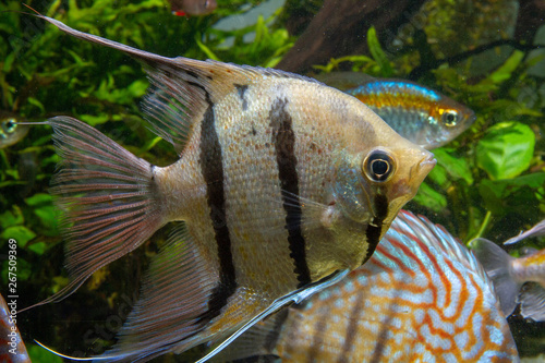 Wild Angelfish Peru Altum Angelfish(Pterophyllum scalare). A tropical fish photo