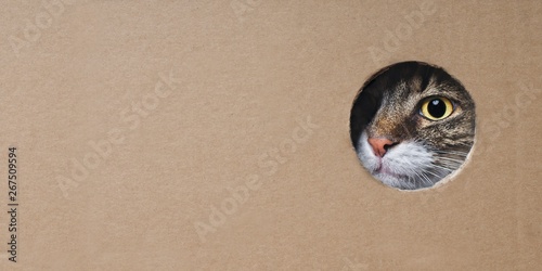 Maine coon cat looking funny out of a hole in a cardboard box. Panoramic image with copy space. 