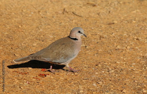 Ringed-necked, or Cape Turtle Dove, walking near some fallen red berries.
