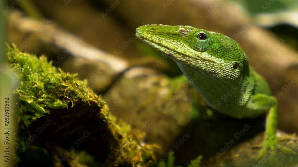 beautiful macro shot of green anole lizard!! beautiful macro shot of green anole lizard!!