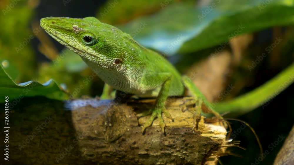 macro view!! beautiful green male anole lizard in its natural habitat !! macro view!! beautiful green male anole lizard in its natural habitat !!