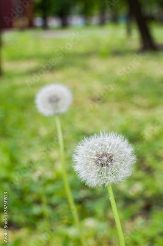 white dandelion on the field