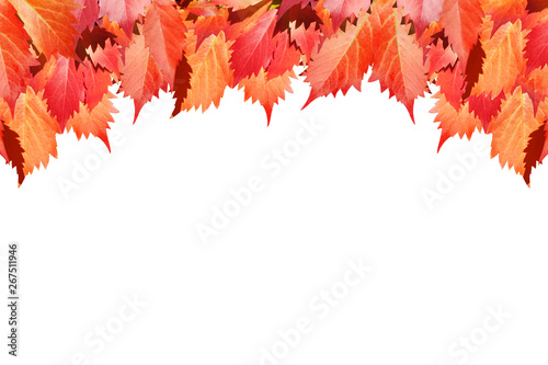 Red grape leaves on white background isolated close up  autumn golden foliage decorative border  fall season maple branches frame  back to school banner design element  autumnal art corner  copy space