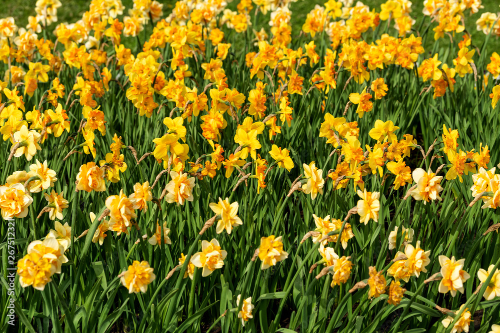 Narcissus field in bloom on spring in garden