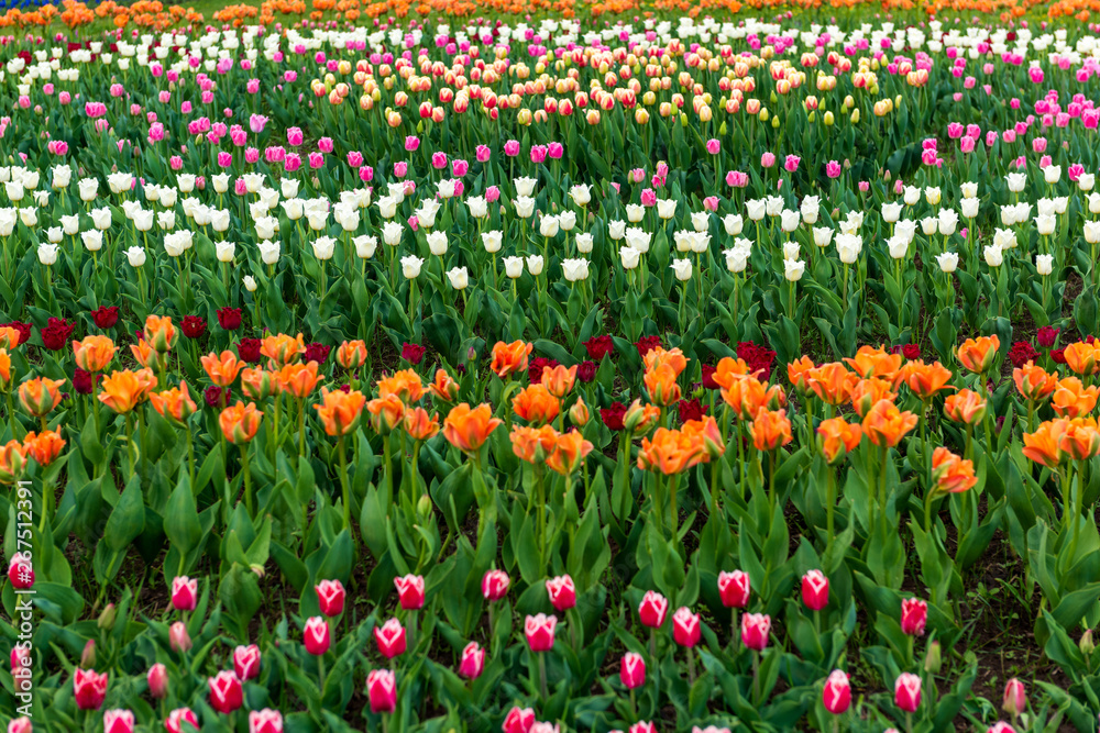 Spring fields of blooming tulip. Beauty outdoor scene Spring fields of blooming tulip. Beauty outdoor scene
