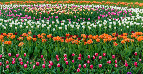 Wallpaper Mural Spring fields of blooming tulip. Beauty outdoor scene Torontodigital.ca