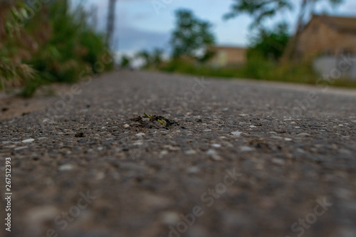 green leaf on the asphalt