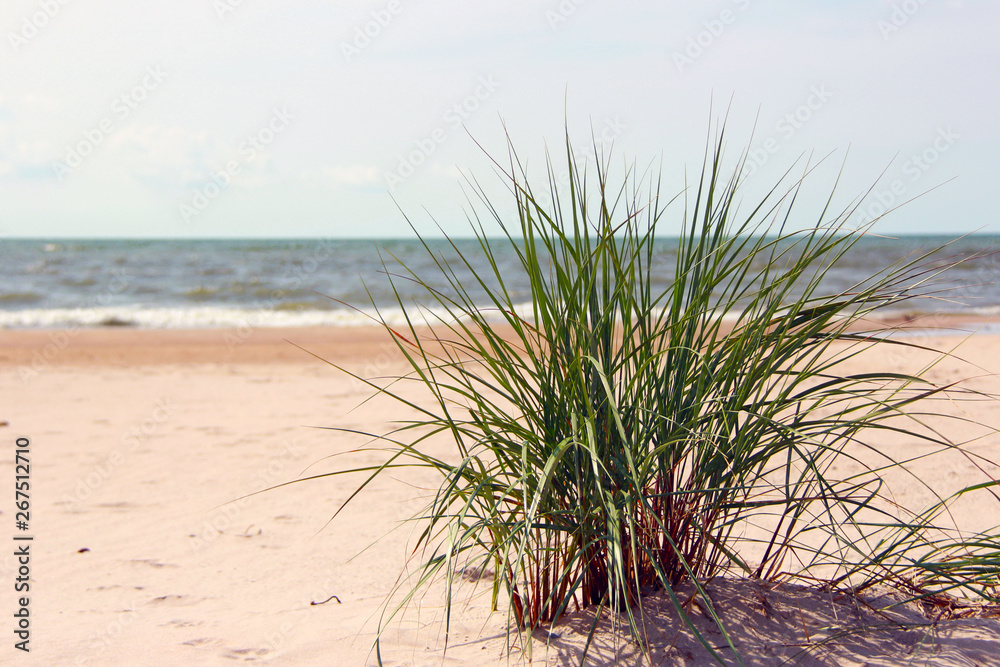 green  grass plant on the beach