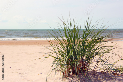 green  grass plant on the beach