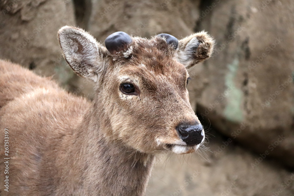 Close-up portrait of sika deer (Cervus nippon) Close-up portrait of sika deer (Cervus nippon)