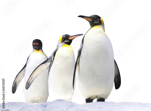 Three Emperor penguins on snow