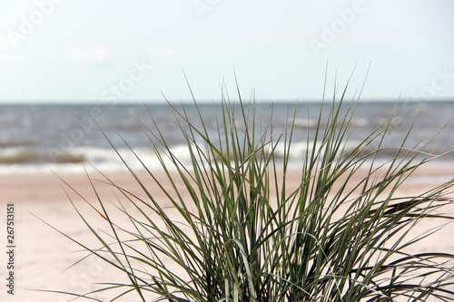 green  grass plant on the beach