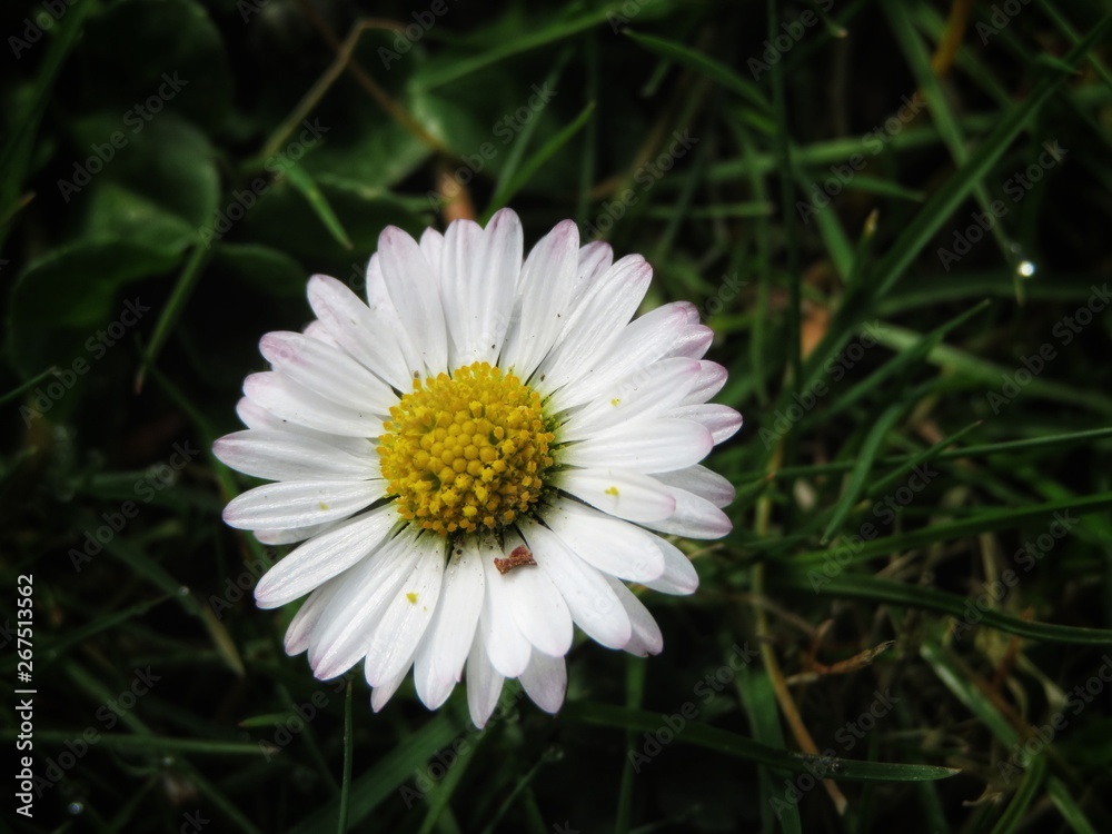 Obraz premium lonely white daisy with dark background