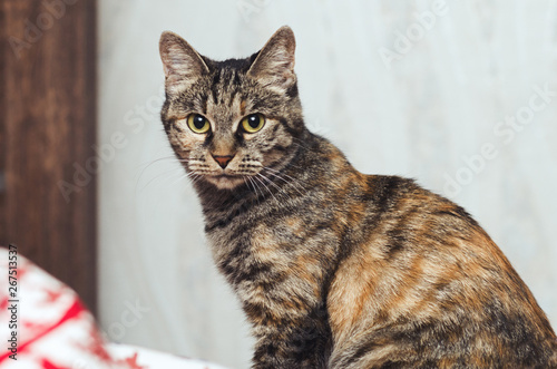 gray domestic cat with stripes sits and looks at the camera