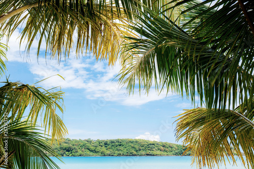 Coconut leaves at sea.