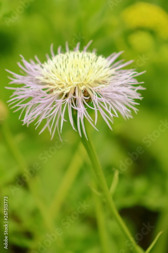 Close-up picture of a Basketflower taken at blooming season in TX  USA