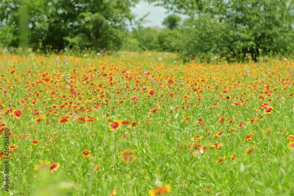 Picture of a large meadow covered by Indian Blanket (Firewheel) flowers, taken at the blooming spring season in TX, USA