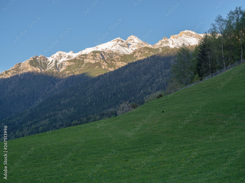 Green spring meadow with blooming trees, forest and snow covered mountain peak in Stubai valley, Neustift im Stubaital Tyrol, Austrian Alps