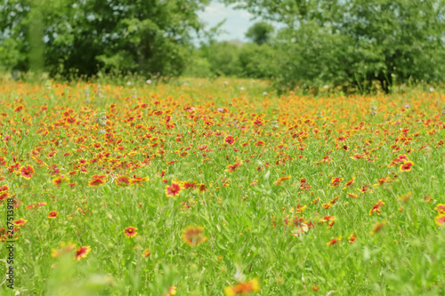Picture of a large meadow covered by Indian Blanket  Firewheel  flowers  taken at the blooming spring season in TX  USA