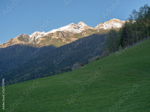 Green spring meadow with blooming trees, forest and snow covered mountain peak in Stubai valley, Neustift im Stubaital Tyrol, Austrian Alps