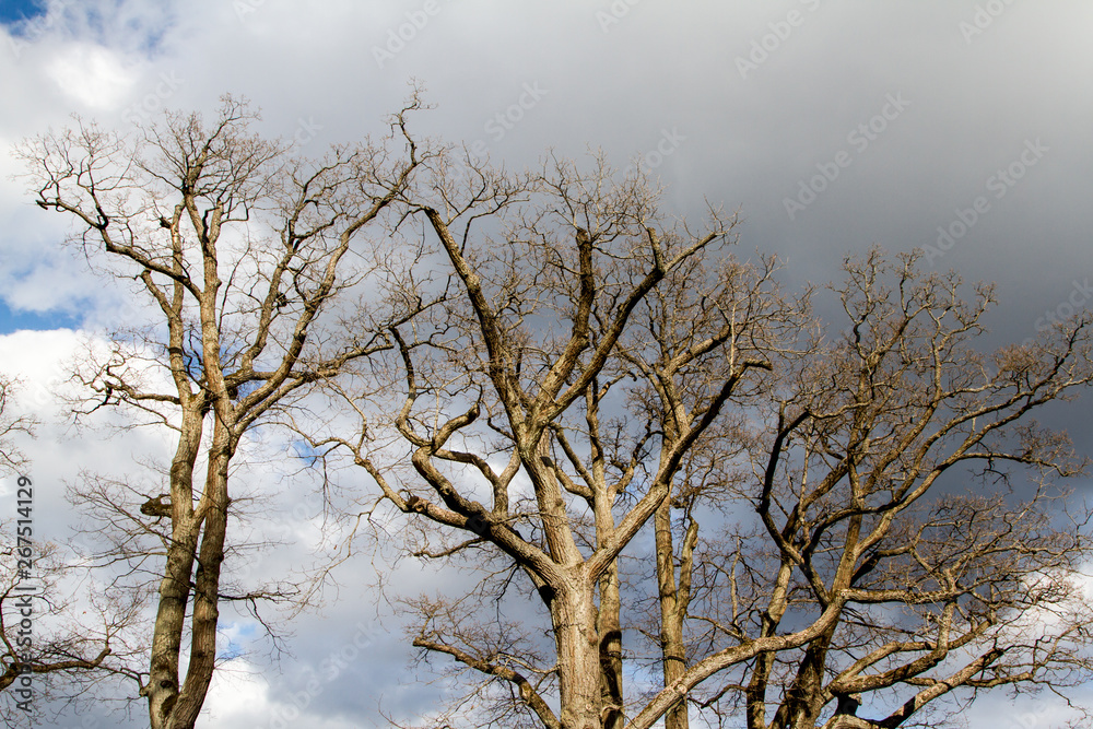 Fototapeta premium tree and sky