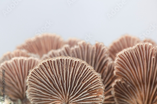 Gillies, Split Gills or Split giil, Schizophyllum commune, is an important medicinal mushroom with antiviral properties photo