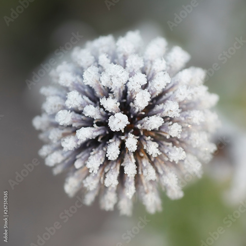 Frosty flowers of blue globe-thistle