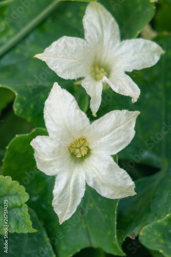 White flower of Lvy Gourd and green leaves or Cocconia grandis  L.  Voigt