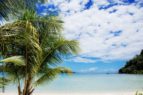 Coconut tree at blue sky.