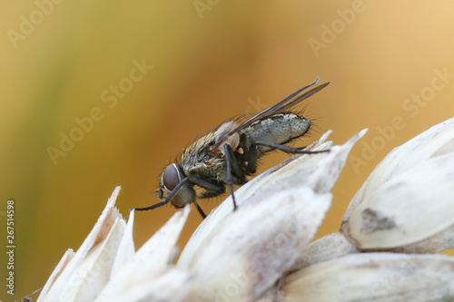 Blow fly, Pollenia sp, resting on wheat photo