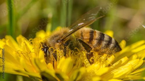 Biene in Macro auf Löwenzahnblüte