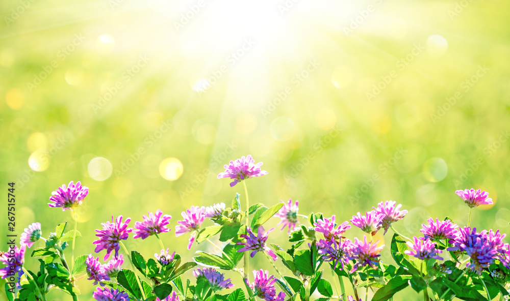 Wildflowers of clover in rays of sunlight