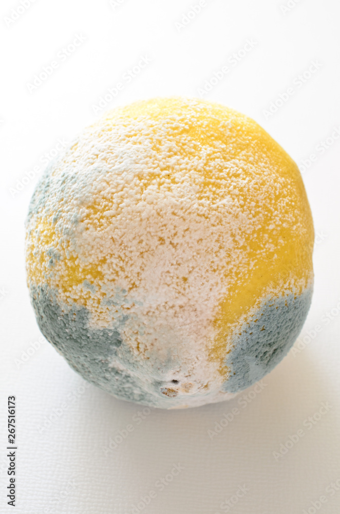 青カビ　レモン