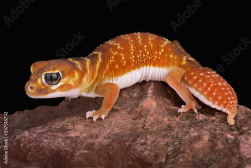 Smooth knob-tailed gecko (Nephrurus levis)