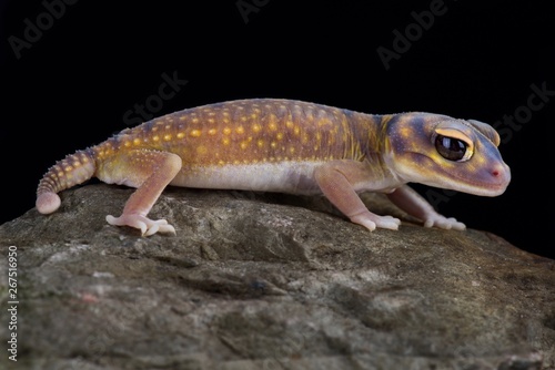 Starry knob-tailed gecko (Nephrurus stellatus)