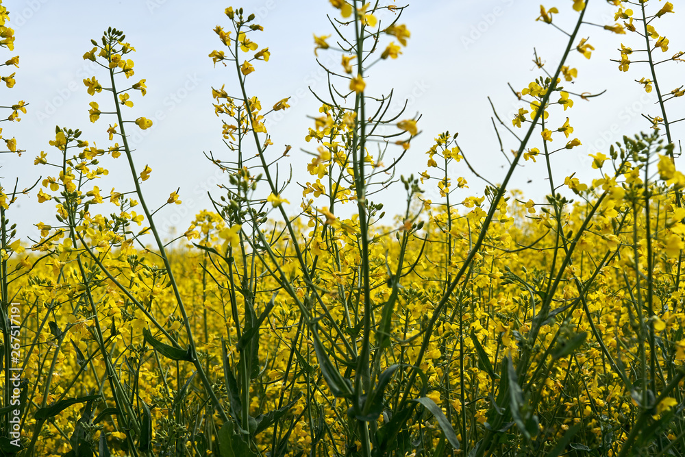 Obraz premium Rape field in bloom