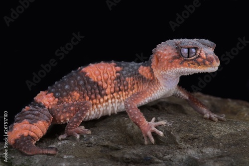 Northern banded rough knob-tailed gecko (Nephrurus wheeleri cinctus) photo