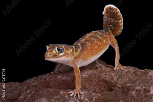 Smooth knob-tail gecko (Nephrurus levis levis)
