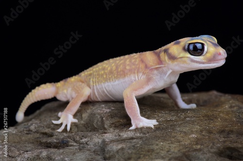 Starry knob-tailed gecko (Nephrurus stellatus)