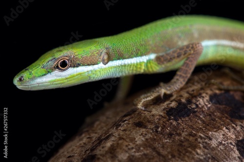 Emerald grass lizard (Takydromus smaragdinus) photo
