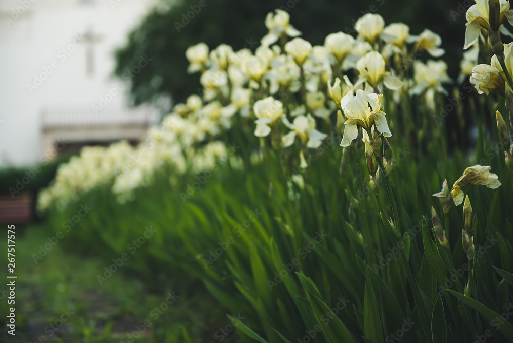 Fototapeta premium Iris flower blooming at church yard
