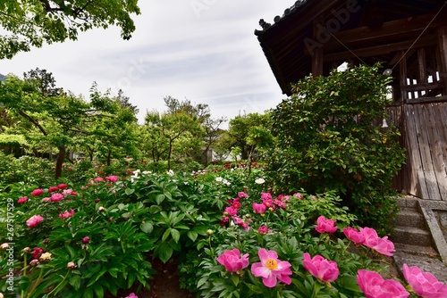 奈良の寺と薔薇の花 © Kazzy