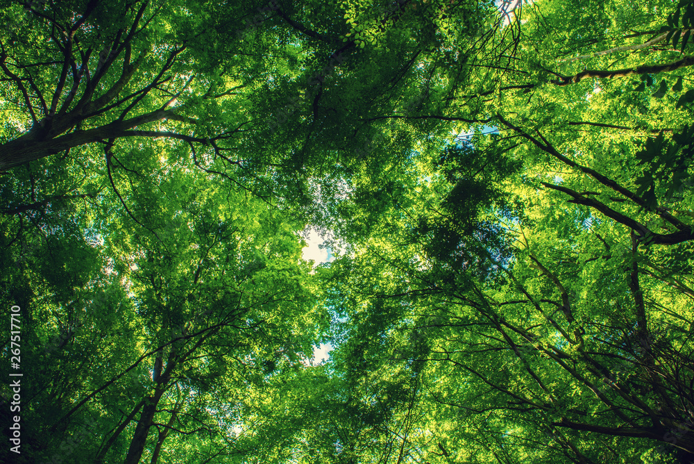 Fototapeta premium Summer green forest