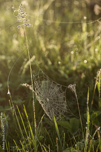 Plants with web