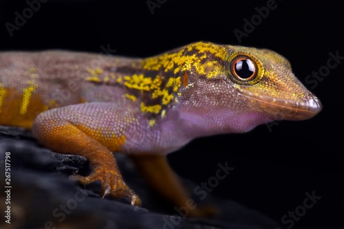 Psychedelic rock gecko (Cnemaspis psychedelica) photo