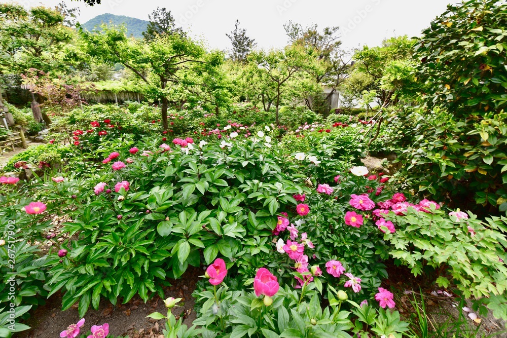 Fototapeta premium 奈良の寺と薔薇の花